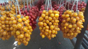 Pomodorini rossi e gialli del piennolo, produzione vesuviana