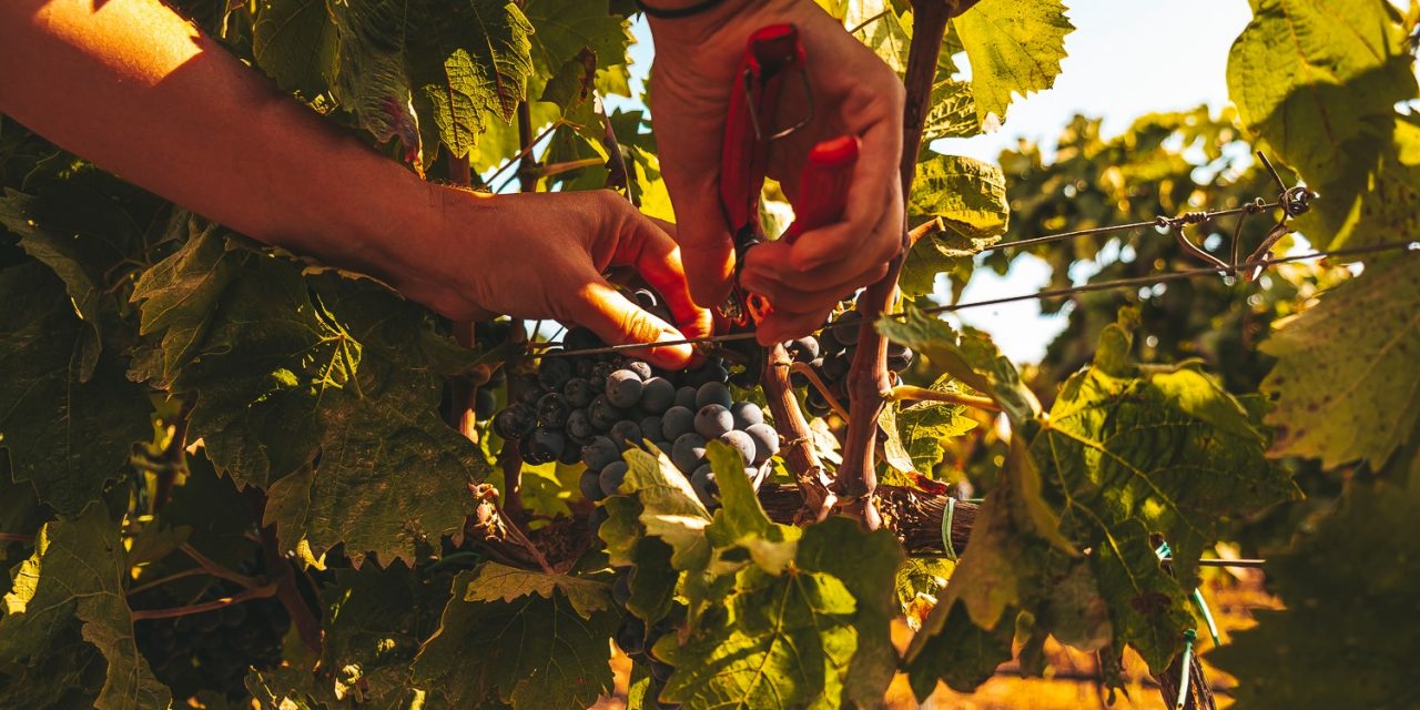 La Sicilia presenta a New York i vitigni autoctoni meno noti