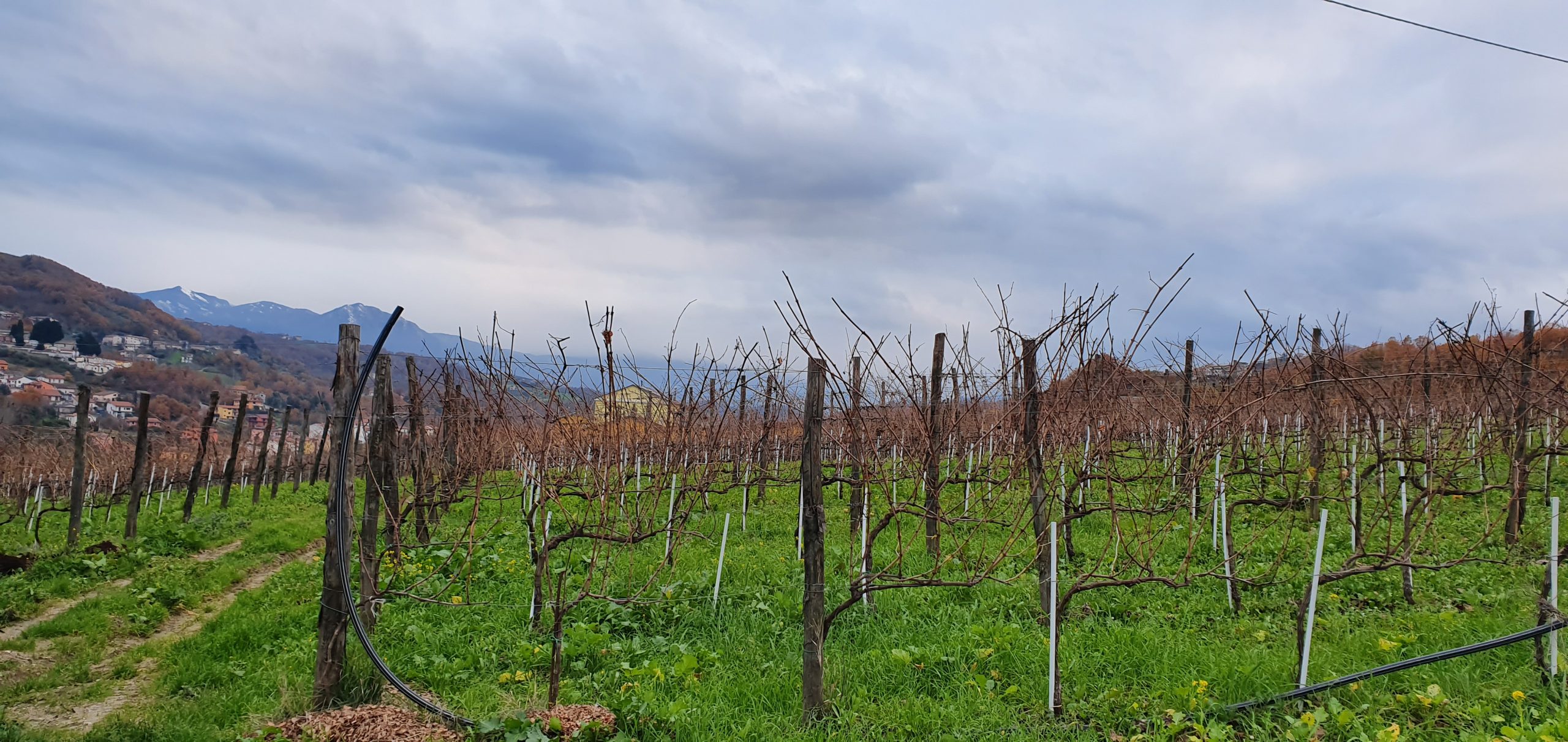 vigneti della cantina di enza