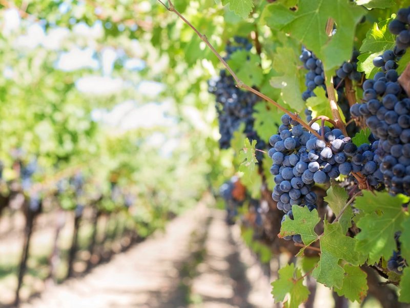 grapes on vineyard during daytime