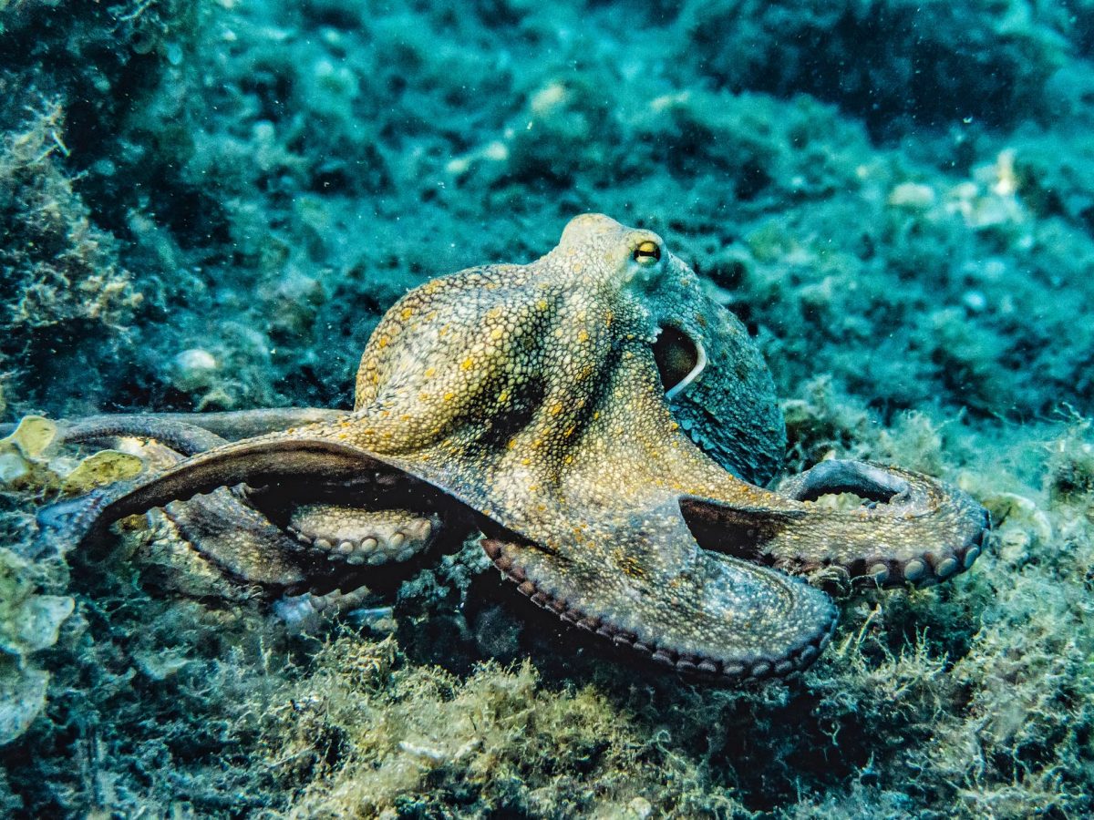 selective focus photography of octopus