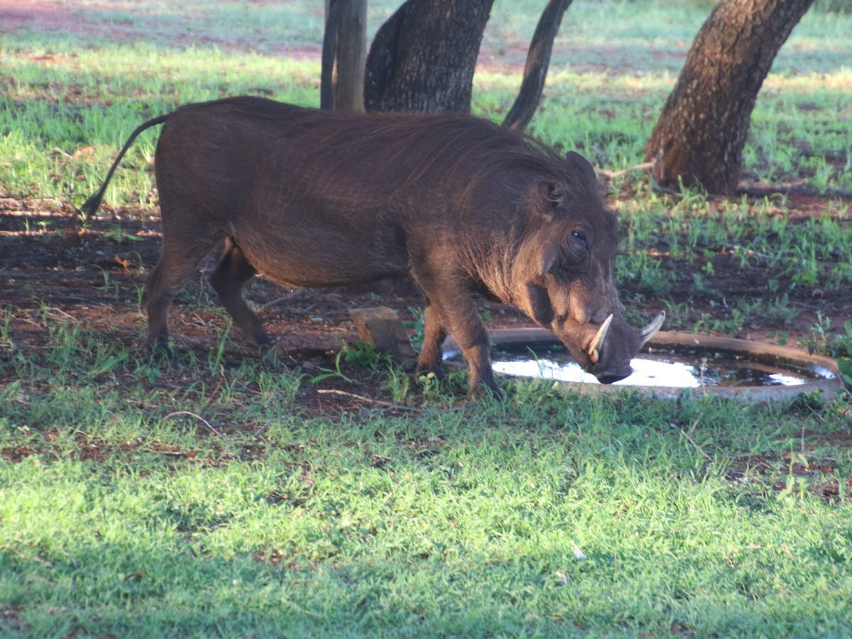photo of a wild boar