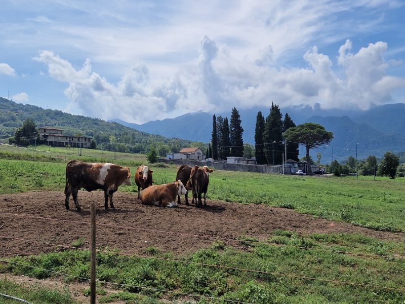 il pascolo della fattoria savoia