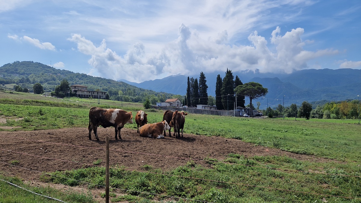 il pascolo della fattoria savoia