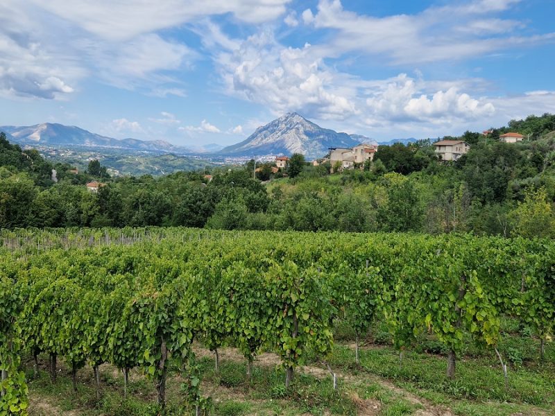 vigneti falanghina di bellaria