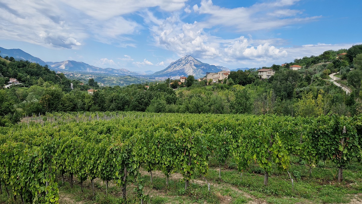 vigneti falanghina di bellaria