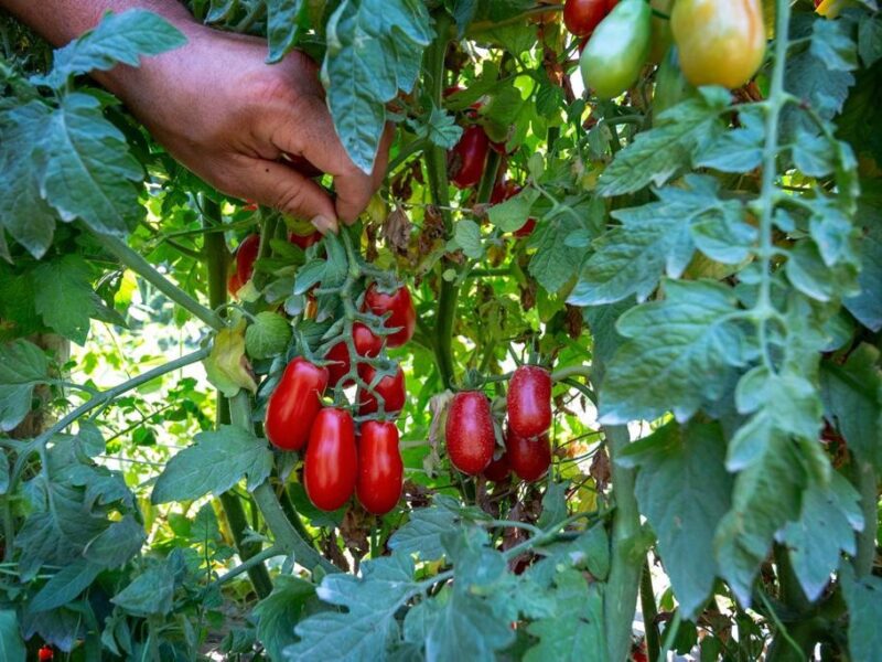 Il Pomodoro Cannellino Flegreo punta alla DOP e promuove il territorio