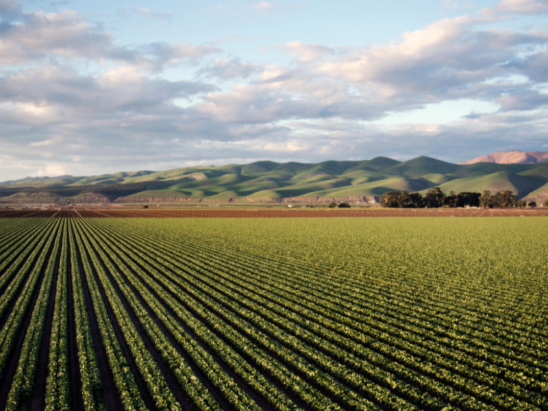 Agricoltura e cambiamento climatico, una sfida per il futuro